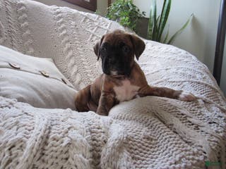 Boxer dogs Paddy - Ad 24