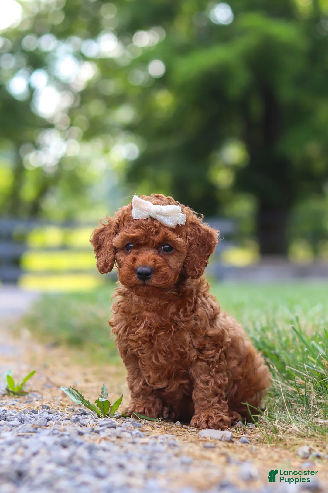 Cavapoo dogs for sale: Hailey - Ad 7