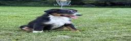 Miniature Australian Shepherd dogs for sale: Tucker - Ad 5