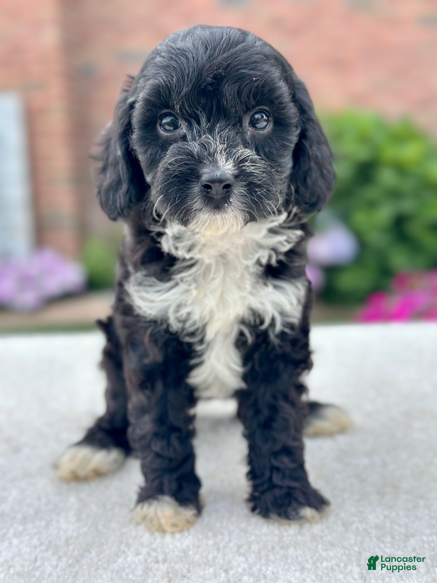 Cavapoo dogs Rachel 104871 - Ad 2