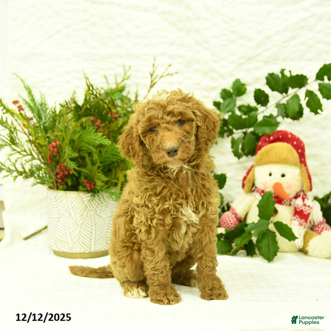 Goldendoodle dogs for sale: Kelsey - Ad 3