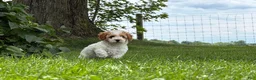 Cockapoo dogs for sale: Daisy  - Ad 5