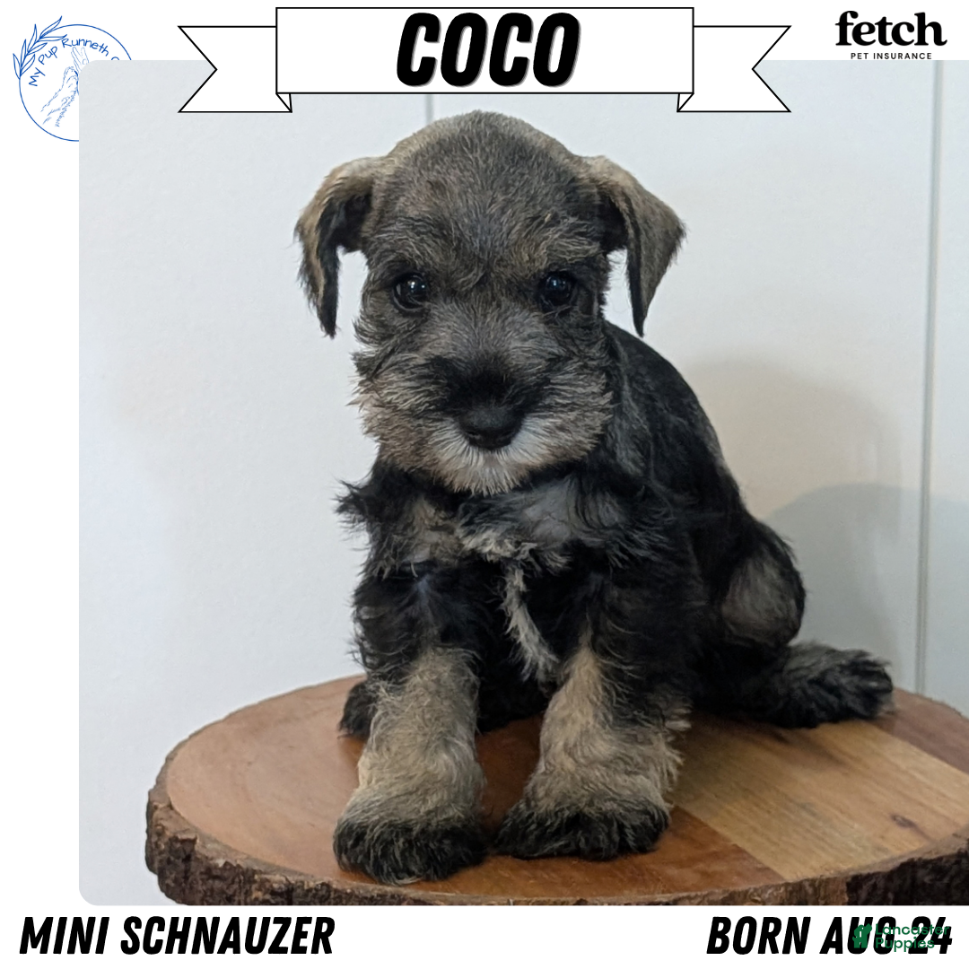 Coco (Miniature Schnauzer, Female) in Goshen, IN