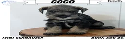 Miniature Schnauzer dogs for sale: Coco - Ad 1