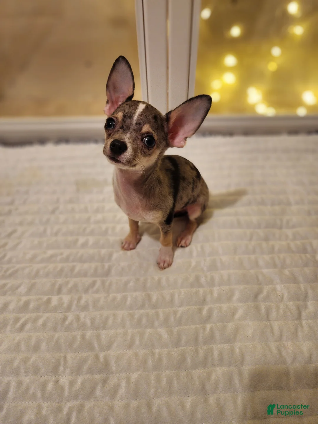 Chihuahua dogs for sale: Toy bentley - Ad 5