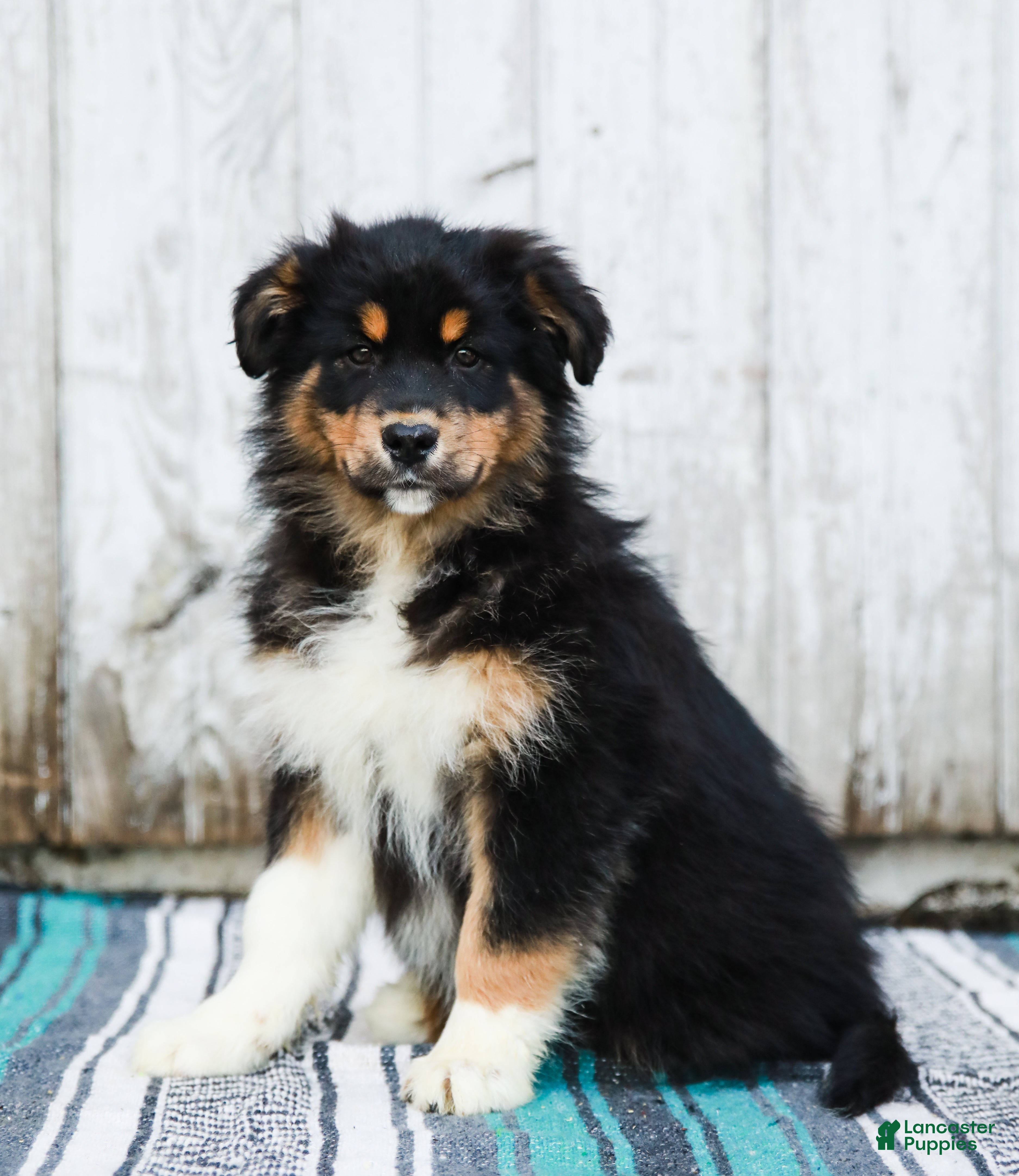 Australian Shepherd dogs Jasper - Ad 1
