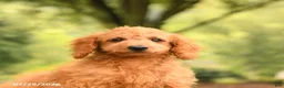 Mini Goldendoodle dogs for sale: Axel - Ad 3