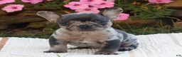 French Bulldog dogs for sale: Max  - Ad 2