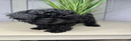 Shihpoo dogs for sale: Shihpoo 1 - Ad 4
