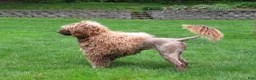 Portuguese Water Dog dogs for sale: Madelyn - Ad 15