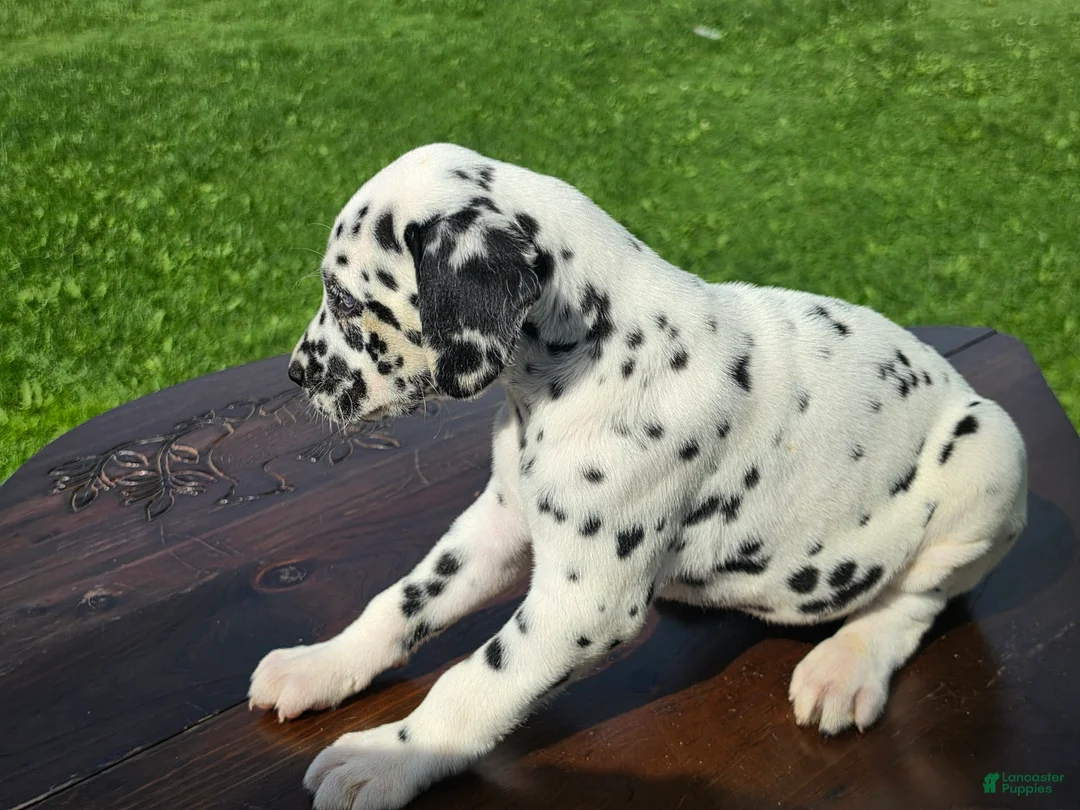 Dalmatian dogs for sale: Dalmatian Male 1 - Ad 2