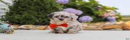 Havapoo dogs for sale: Buddy - Ad 7