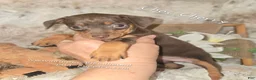 Miniature Pinscher dogs for sale: Chocolate Cherry  - Ad 1