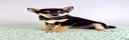 Shiba Inu dogs for sale: AKC Mushu - Ad 7