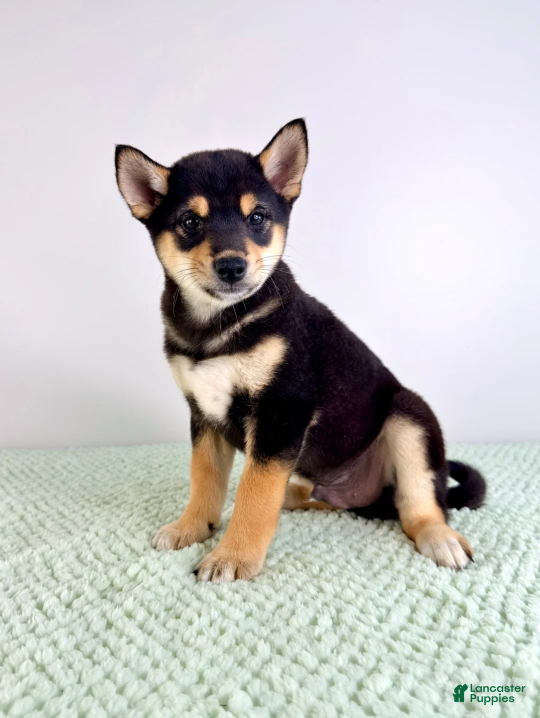Shiba Inu dogs for sale: AKC Mushu - Ad 7