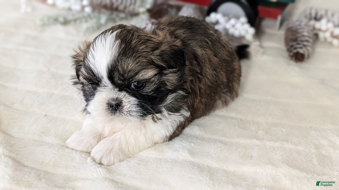Shih Tzu dogs for sale: Turbo - Ad 2