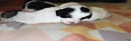 Sheepadoodle dogs for sale: Sheepadoodle 2 - Ad 5