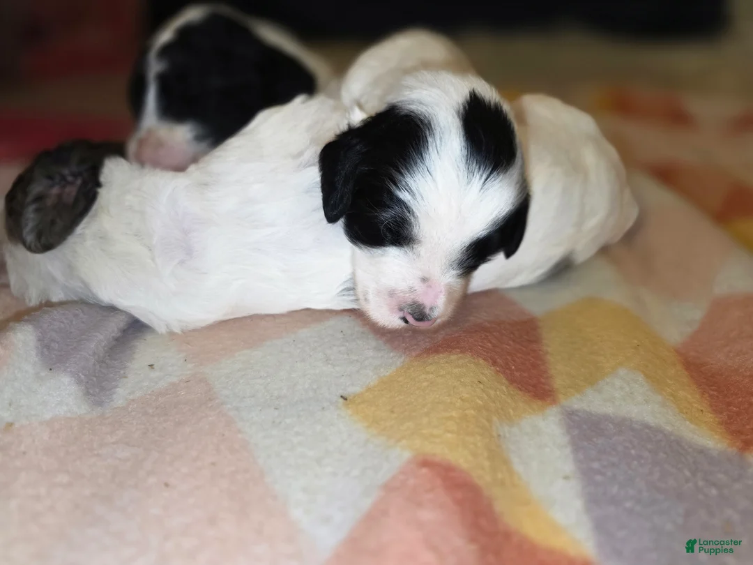 Sheepadoodle dogs for sale: Sheepadoodle 2 - Ad 5