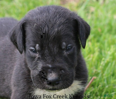 Great Dane dogs Mitzi - Ad 41