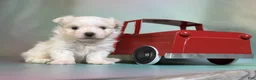 Maltipom dogs for sale: Donut  - Ad 8