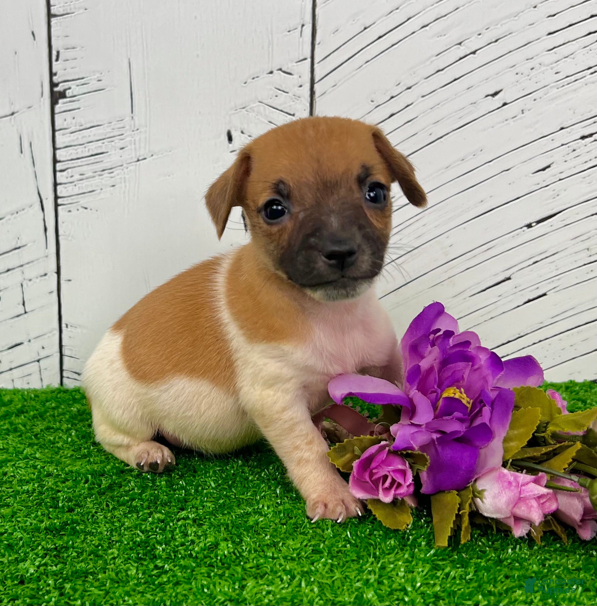 Haired Jack Chi Chihuahua Jack Russel Mix Welpen Cute Jack Russell