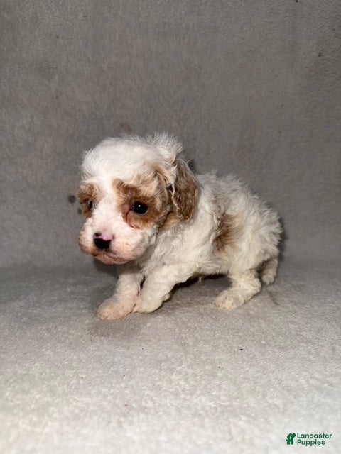 Cavapoo dogs Cavapoo Puppy 5 - Ad 28