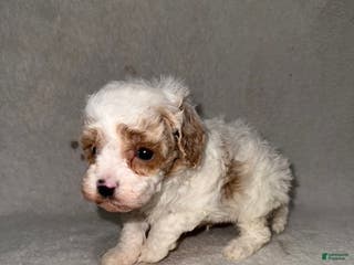 Cavapoo dogs Cavapoo Puppy 5 - Ad 37