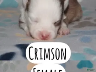 Pomsky dogs Crimson - Ad 1