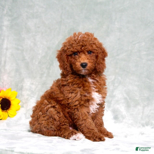 Miniature Poodle dogs Lincoln - Ad 1