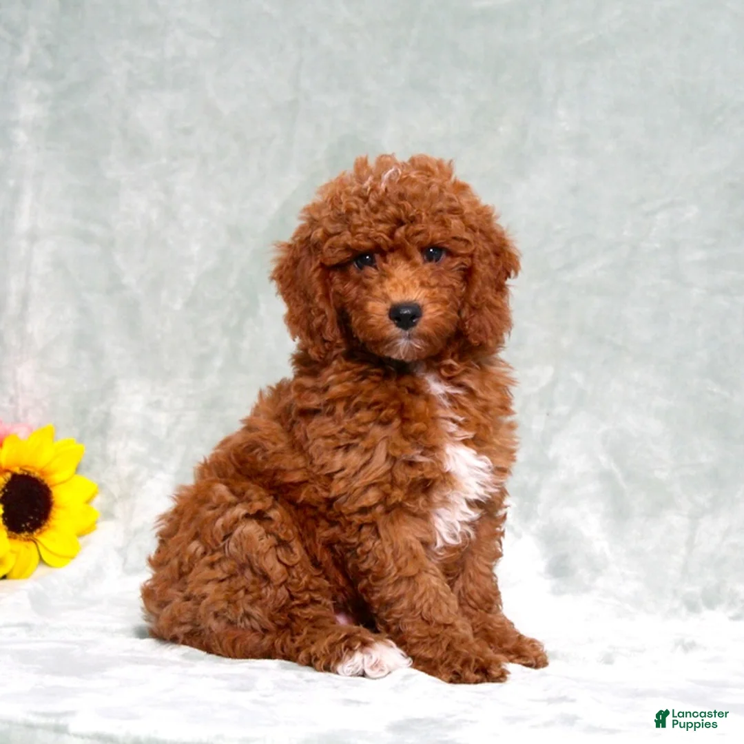 Miniature Poodle dogs for sale: Lincoln - Ad 1