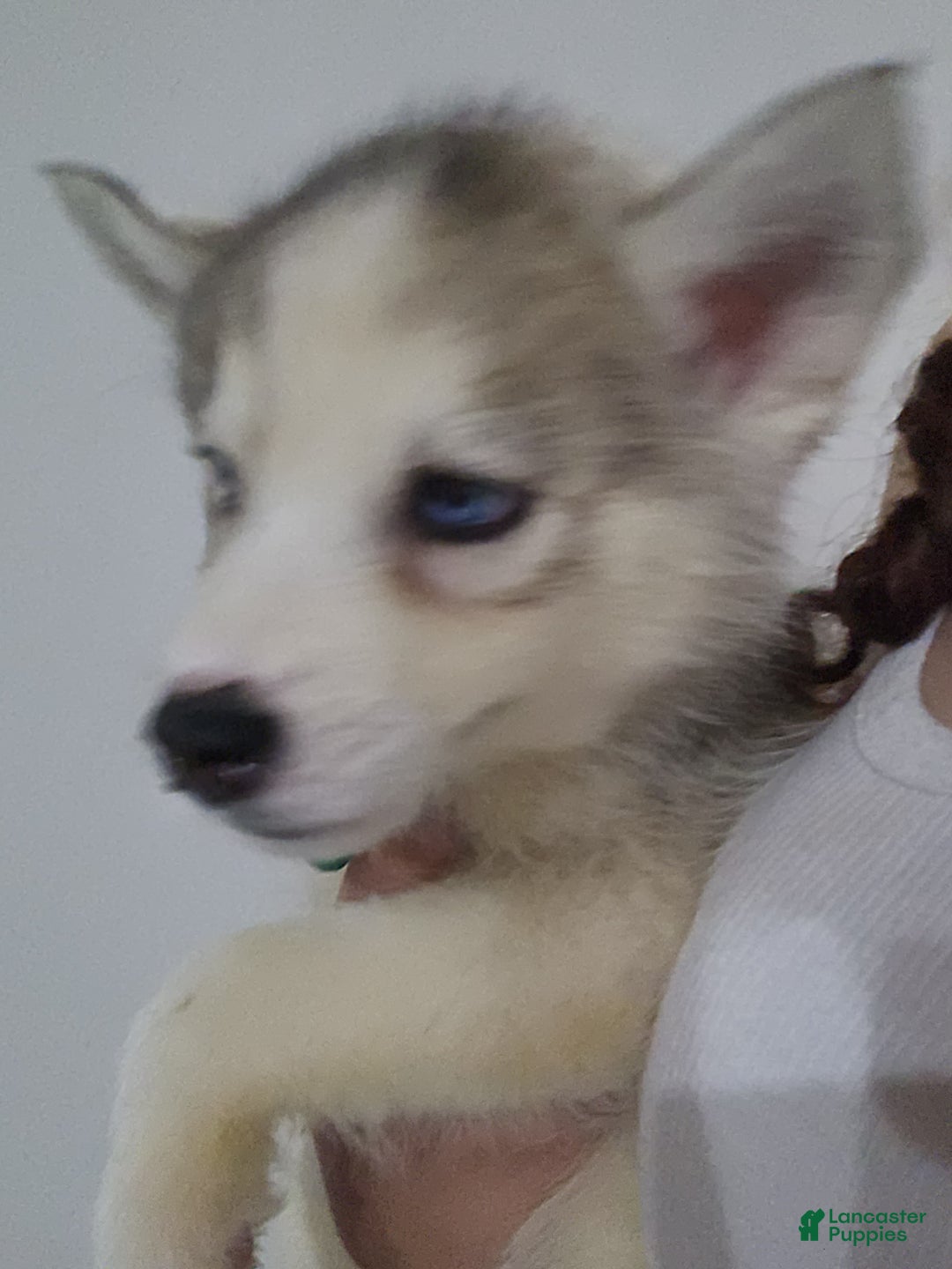 Siberian Husky dogs for sale: Siberian Husky Puppy 2 - Ad 3
