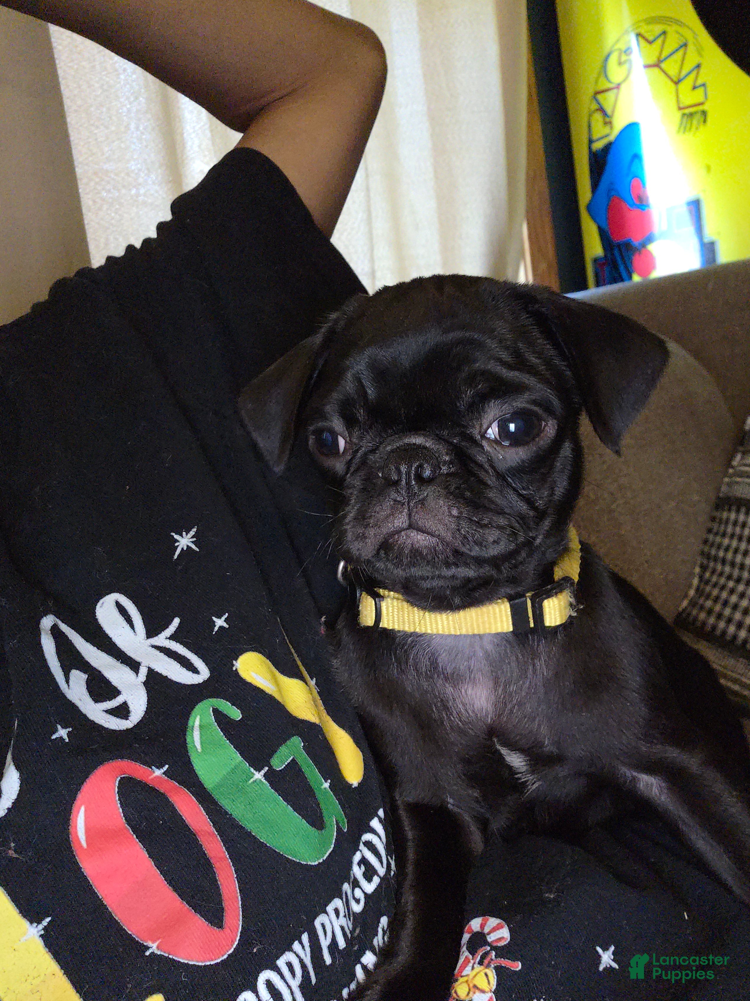 Pug dogs French Fry - Ad 2