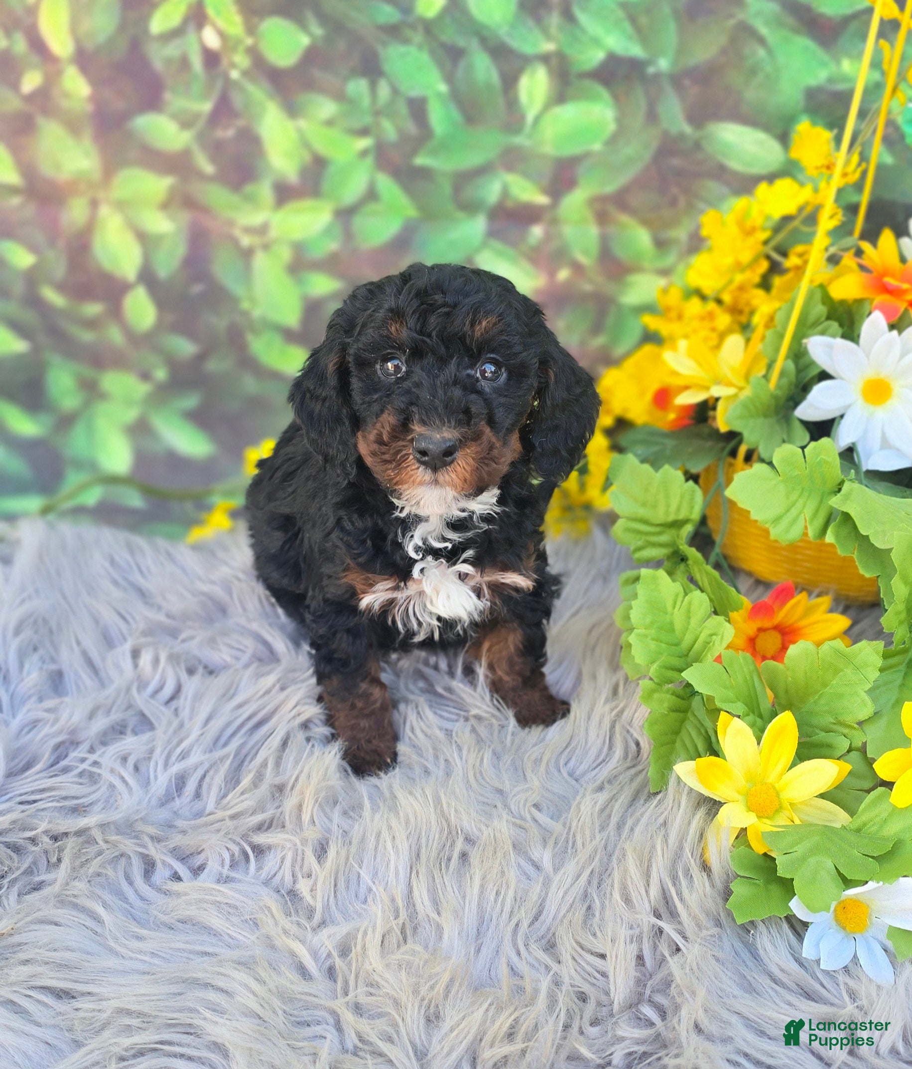 Cavapoo dogs Relic - Ad 36