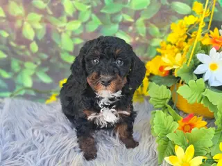 Cavapoo dogs Relic - Ad 33