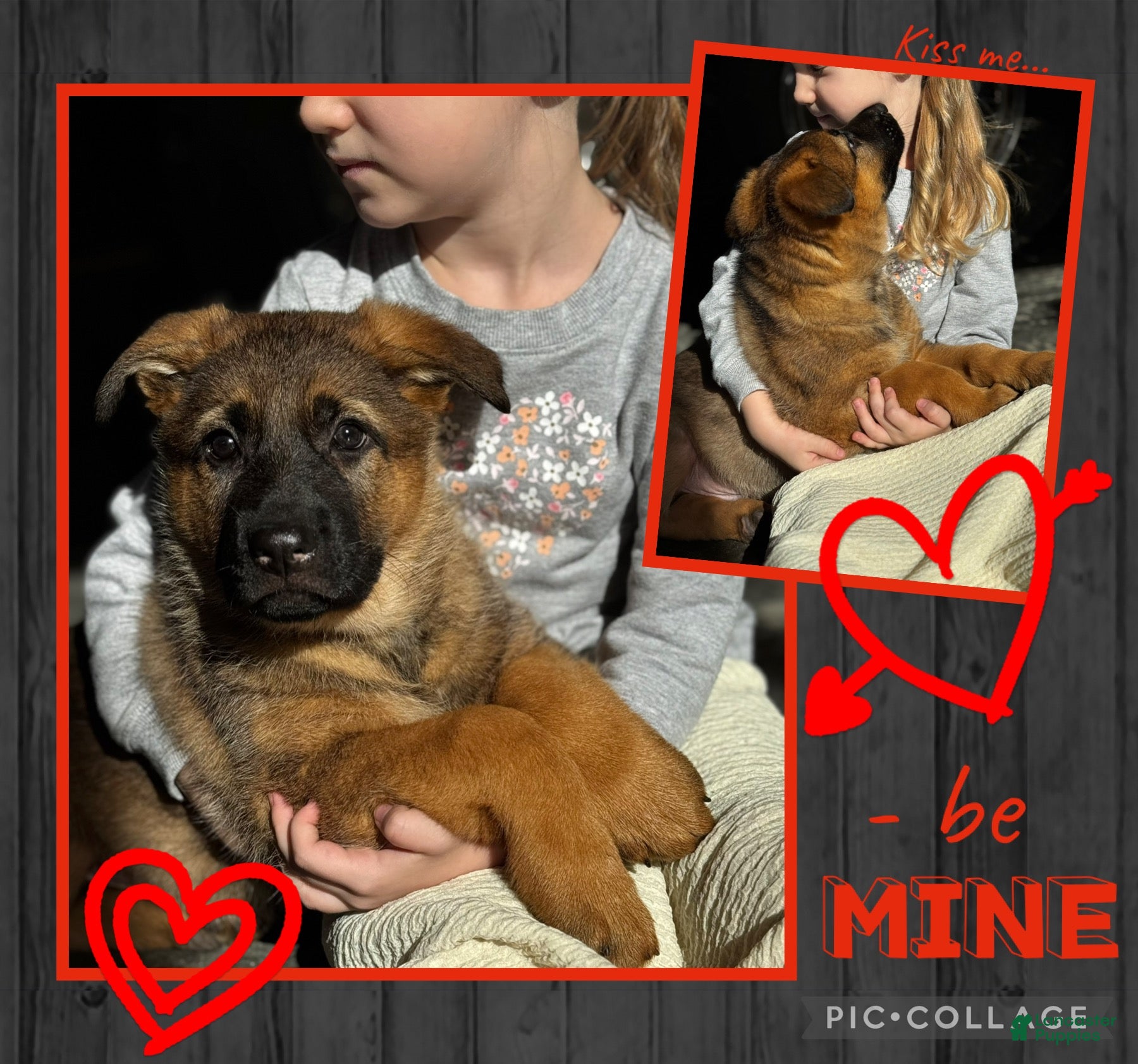 German Shepherd dogs Denver - Ad 1