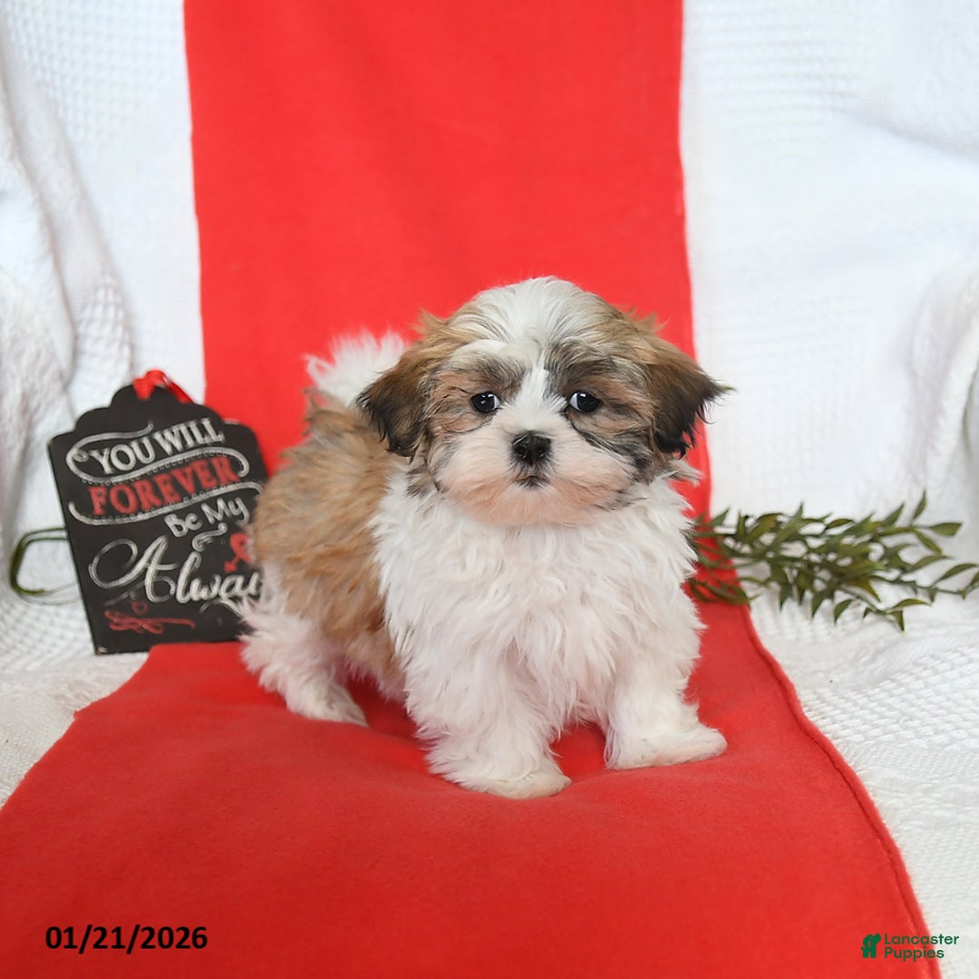 Malshi dogs for sale: Sydney - Ad 2