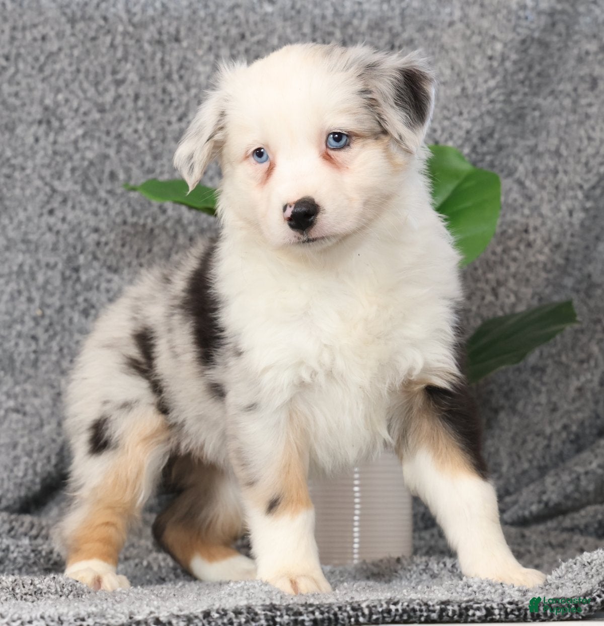 Miniature Australian Shepherd dogs Carly - Ad 1