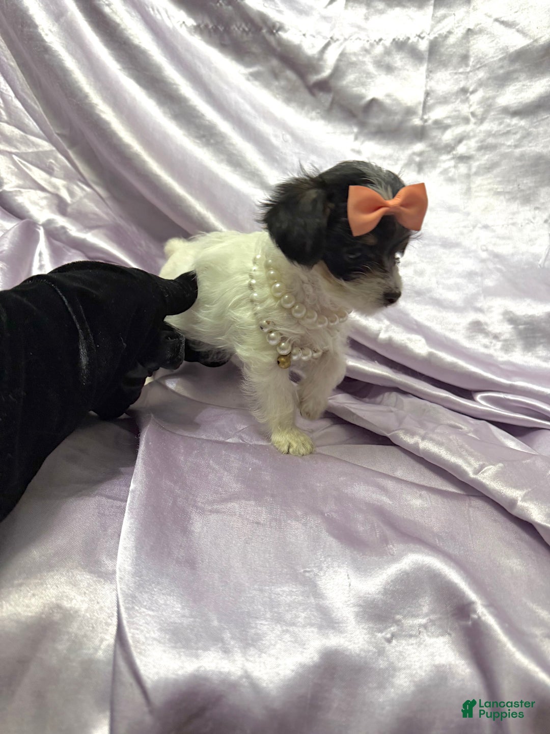 Yorkshire Terrier dogs for sale: Alfredo - Ad 13