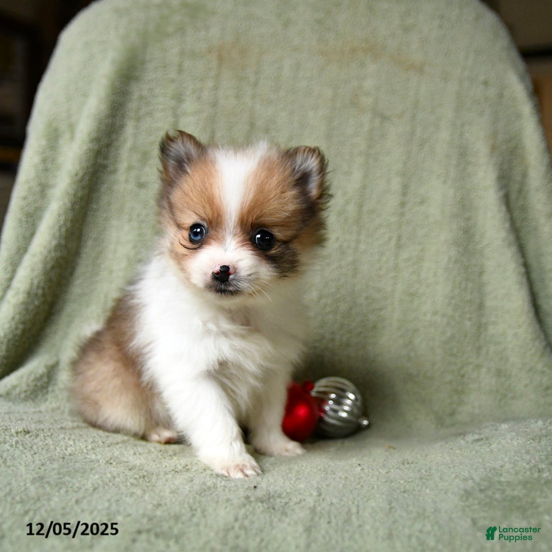 Pomeranian dogs for sale: Stocking - Ad 4