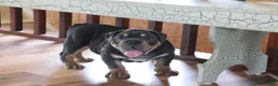English Bulldog dogs for sale: Spike - Ad 5