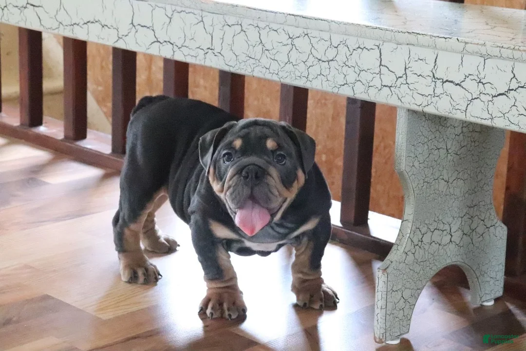 English Bulldog dogs for sale: Spike - Ad 5
