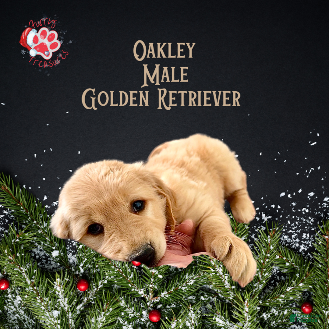 Golden Retriever dogs for sale: Oakley Golden Retriever, Male - Ad 1