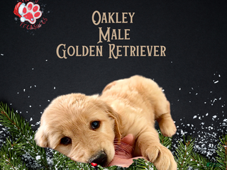 Golden Retriever dogs Oakley Golden Retriever, Male - Ad 16