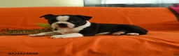 Boston Terrier dogs for sale: Willow - Ad 3