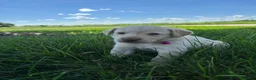 Labrador Retriever dogs for sale: Oakley - Ad 11