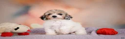Maltipoo dogs for sale: Mabel - Ad 14
