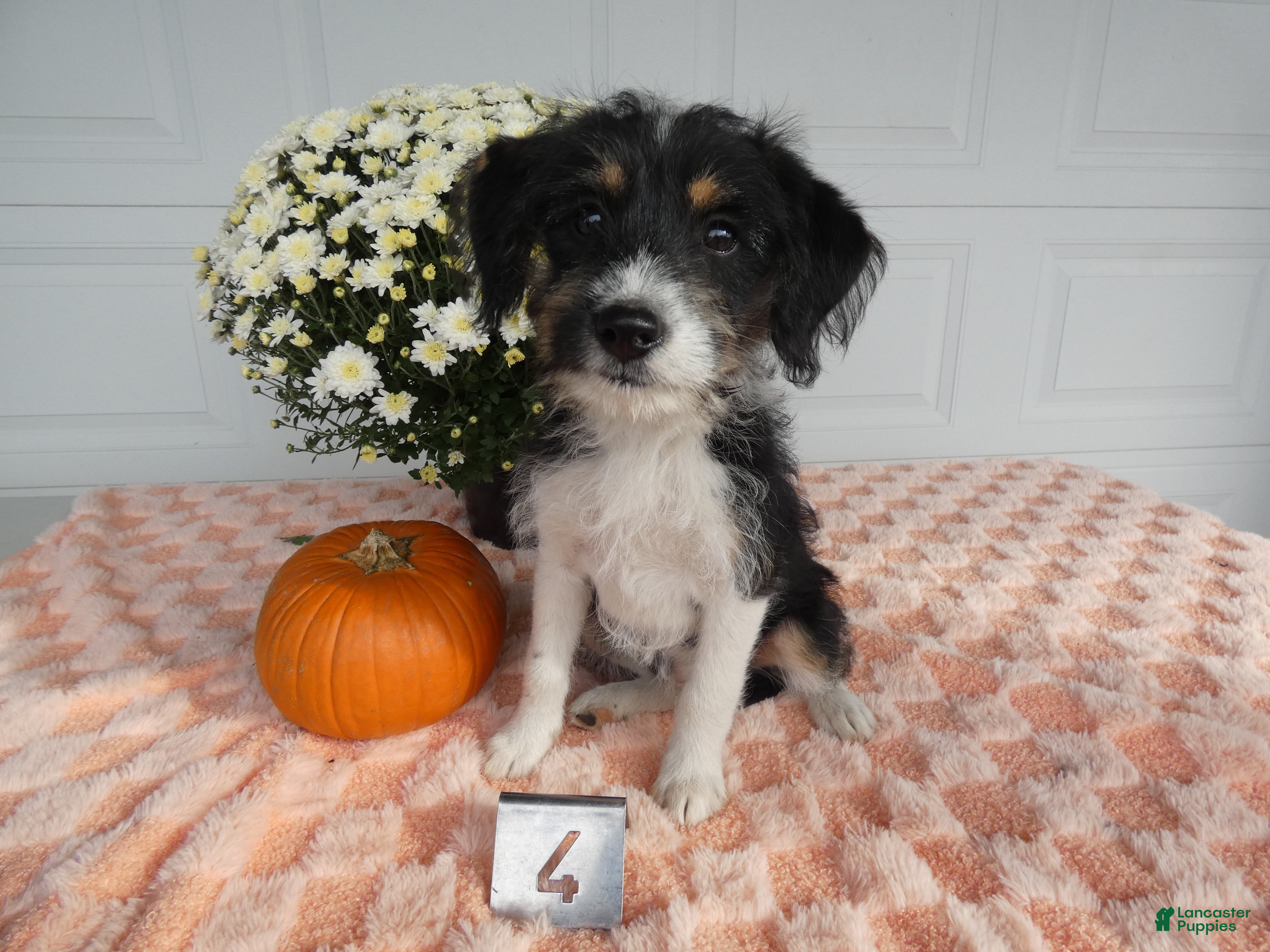 Mixed Breed dogs Mixed Breed 4   - Ad 4