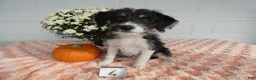 Mixed Breed dogs for sale: Mixed Breed 4   - Ad 1