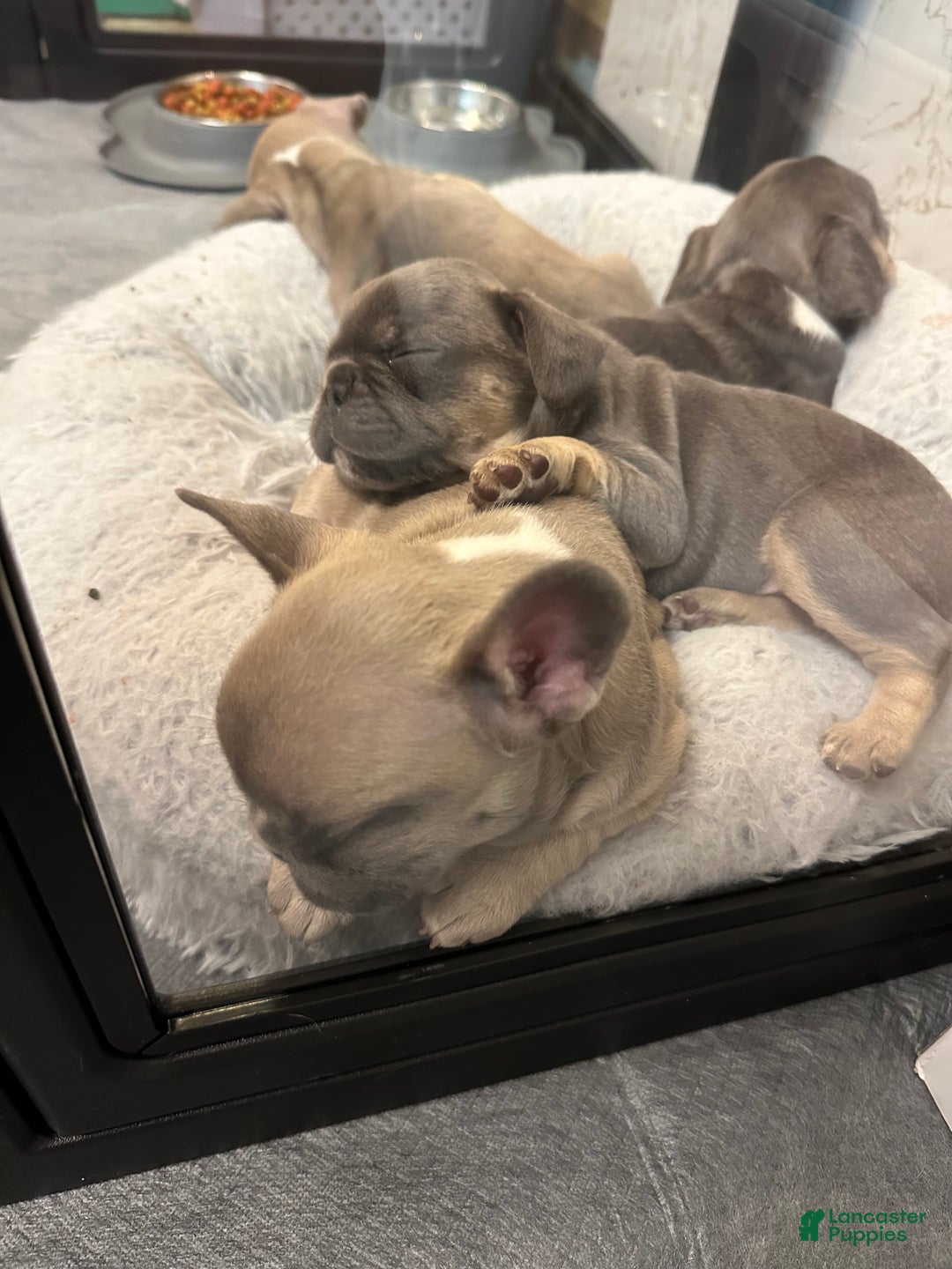 French Bulldog dogs for sale: Boss - Ad 5