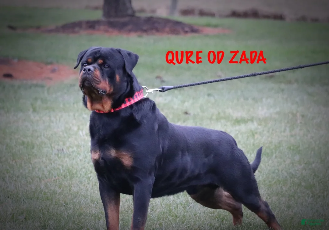 Rottweiler dogs for sale: Max - Ad 5